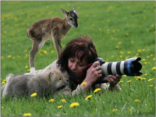 awwww-cute:“Whatcha doin’ lady?” A professional photographer out in the field is approached by both a wolf cub and a fawn