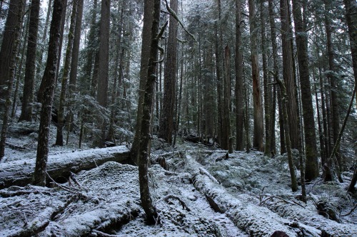 burningmine:Little River Trail, January 2020