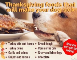 thumbbro: simon-newman:  highnyoom:  ginniewheezie: Important Adding this because they’re safe for dogs too  How are turkey skin and bones not safe? Please elaborate.   Dunno about skin, but Turkey bones, and avian bones in general, are really easy