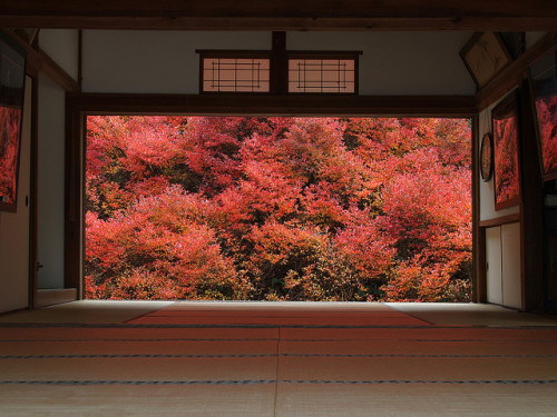 dreams-of-japan:autumn behind the window by k n u l p on Flickr.