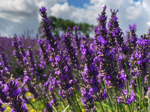 20220109 - Lavender fields, Karaka, New Zealand