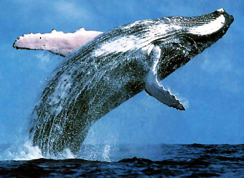 wafflesex:  I like how dolphins breach with such vivacity whales breach with grace