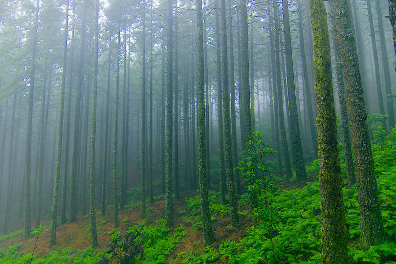 tulipnight:  misty woods by lee shirley 