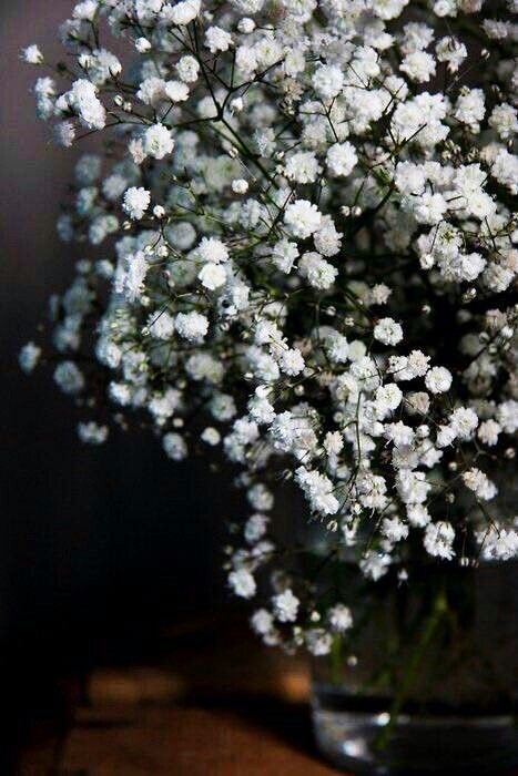 Gypsophila Aesthetic