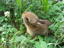 mne-monica:  I got a baby bunny!!!!!!! !! !!!!!