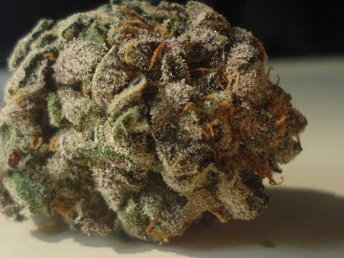 comfortably-lobotomized:  comfortably-lobotomized:  Bubba Kush. No filter, un-edited. Great fucking smoke.    This is actually my favorite budshot set. These nugs were super pretty in person.