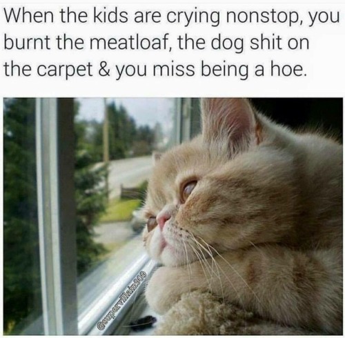 Cat Memes Only