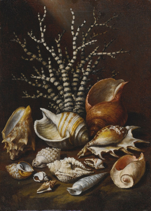 Paolo Porpora - Coral and shells - 17th c. - via Sotheby’s