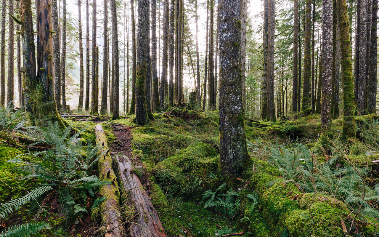 itakephotosofallthethings:  Safety in Numbers North Bend, WA 
