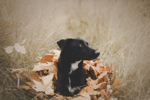 thedognamedepic:  I’ve written some really long things to go with these photos, but they were 
