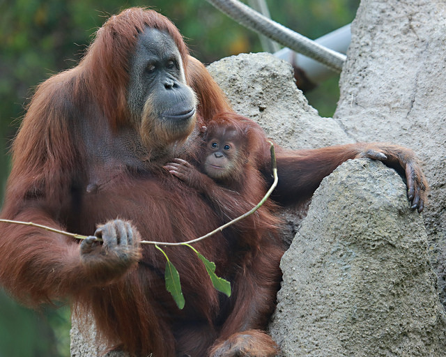 sdzoo:  Indah and Aisha by Angie Bell