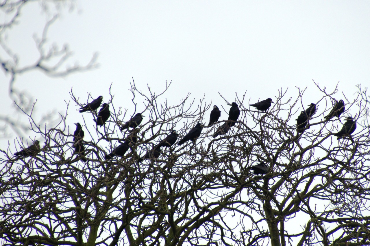 Sun 24 Jan 16: rooks in the trees along Park Lane in Histon. There’s probably been a colony there for decades and locals tell me that the numbers have grown considerably (times four?) in the last decade or so.