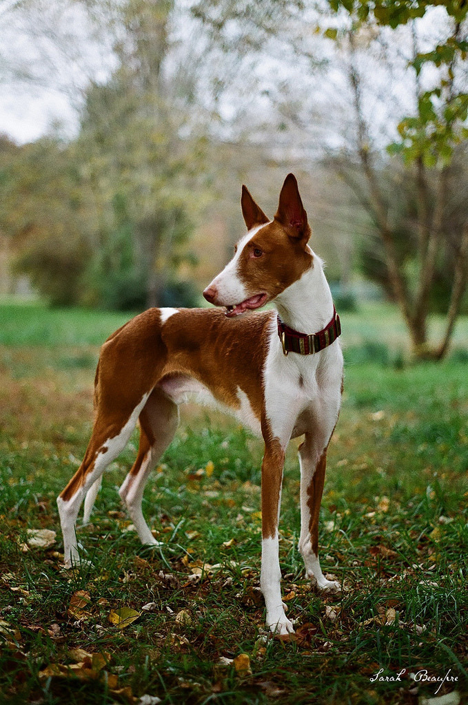 simply-canine:
“by Sarah. (wakethesun) // Ibizan Hound
”