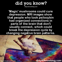 filia-diaboli:  did-you-kno:  &lsquo;Magic&rsquo; mushrooms could cure depression. MRI images show that people who took psilocybin had organized connections in parts of the brain that don&rsquo;t usually connect, which could break the depression cycle