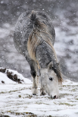 tulipnight:  Wild Pony by Jean Macdonald