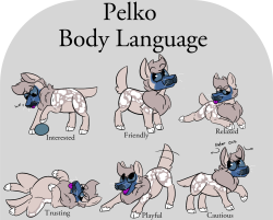 ask-vasara:grumpyfart:  inspired from http://www.catchannel.com/images/cat-language-main.jpg  MOD: i don’t know. I fee like this is kinda important to share! I will delete later. You can always ask me questions about pelkos! Such cuties~ &lt;3