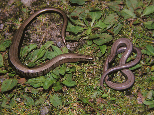 wapiti3:Anguis fragilis, or slow wormTommi Sandberg-Lars Bergendorf photographersSLOW WORM!!! I LOVE