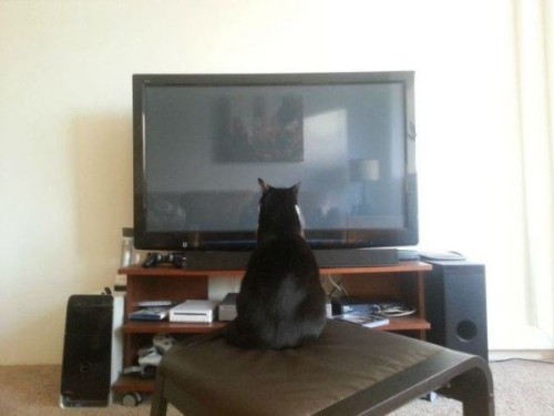 &ldquo;Wow! A cat on tv. What? Huh?! Wait, it&rsquo;s me&hellip;&rdquo;