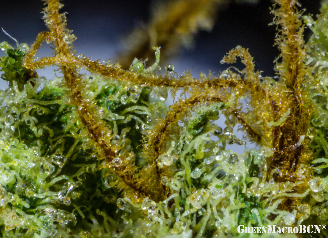 greenmacrobcn:  Amnesia Haze 