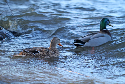 A bunch of wild ducks in lake Mälaren, Sweden (part 1).