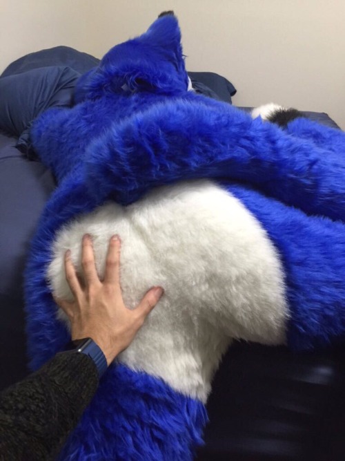 fursuitbutts:(©: @Xthefox)Like Fursuit Butts?Well, go follow @fursuitbutts. ;PThey just started a ne