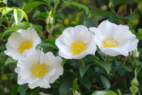 uyamt: 難波茨（なにわいばら） Cherokee Rose (Rosa laevigata)