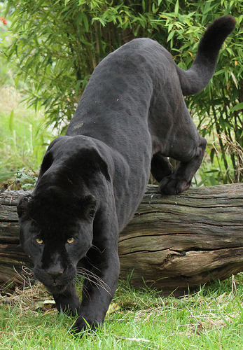 panthxra:  fyanimaldiversity:  Jaguar (Panthera adult photos