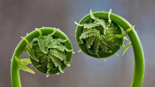 bingwallpapers: Fiddlehead fern fronds in Quebec, Canada (© Marianna Armata/Getty Images)