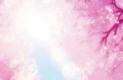 keiko-chan: Kuroko no Basket + Cherry blossom