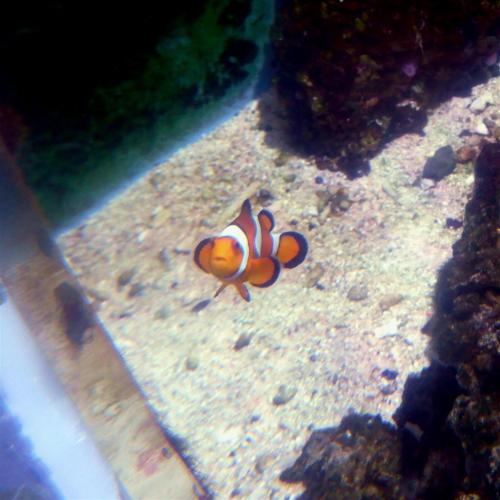 Clownfish.