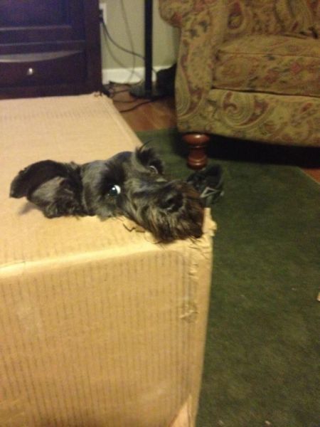 cuteanimalsaww:  Follow For More Cute Animals
