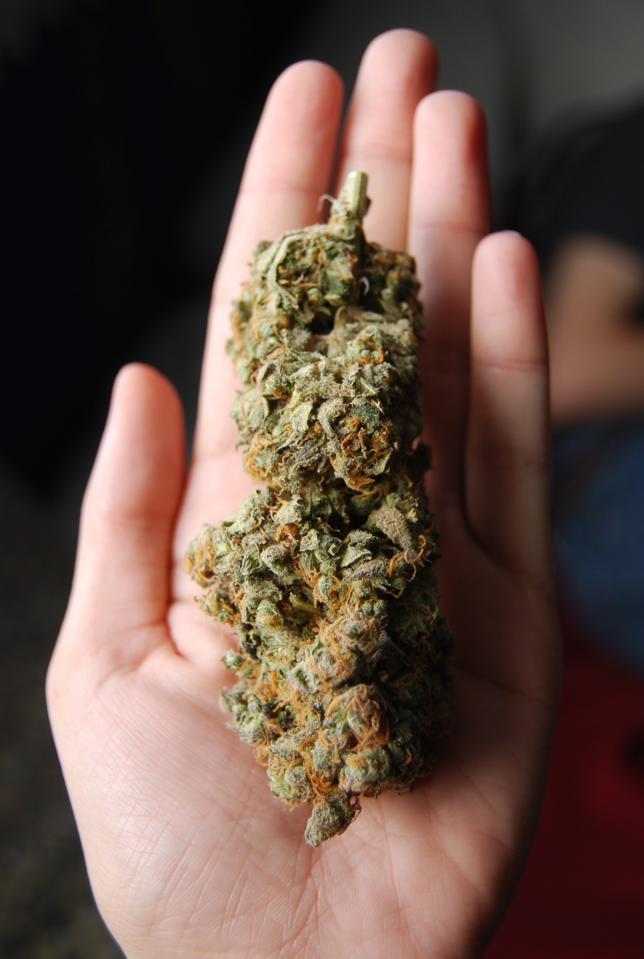 royallyoily:I like big buds and I can’t deny. You other stoners can’t deny.