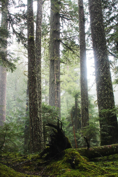 bright-witch: Hinterlands ◈ Pacific Northwest photography by Michelle N.W. ◈ ◈ Print Shop ◈ Blog ◈ F