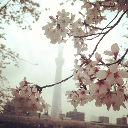 christylauly:#sakura #tokyo #april #tokyo towl