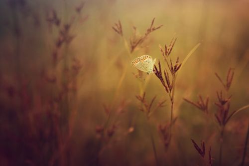 staceythinx:  Macro photography by Alfian Ismail