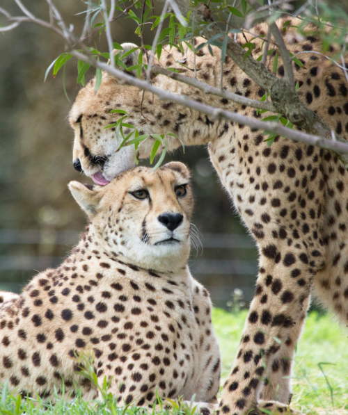 thepredatorblog:  sdzsafaripark:  What is this feeling? by San Diego Shooter on Flickr.  why he lick me