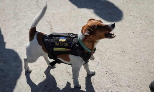 Ukraine’s mine-sniffing dog given medal after finding over 200 explosives | Ukraine | The Guardian V