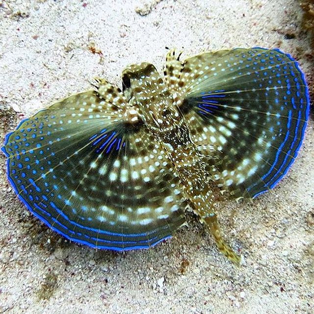 What a shot! Scientist @heatherkramp captures this Flying Gurnard as it swims off displaying its pectoral fins. #BlueHalo #CuracaoExpedition2015 #marinelife #fish #thatblue #dushikorsou #curacao #uwphoto #underwater #coralreed