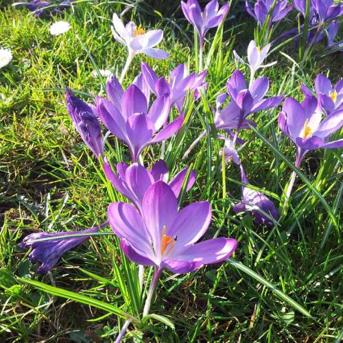 Finally I Saw The #crocuses Open In #Westfalenpark #Dortmund :-) #Easter #signsofspring #Krokus #Krokusse