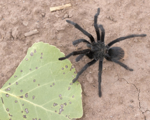 textless:Last weekend we went walking and saw more than a dozen of these cute little tarantulas.  Co