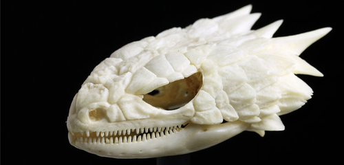 alantutorial:  look at how dope armadillo lizard skulls are 