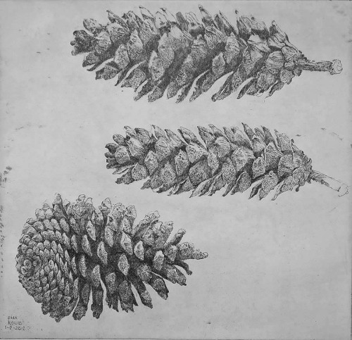 Pine Cone and two Fir Cones   -  Charles  Donker  2012Dutch  b.1940-Etching