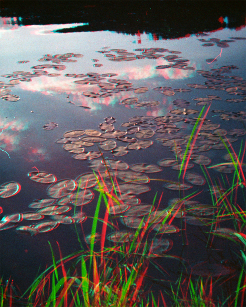 Lily Pads shot on Holga 135 TIM (3D 35mm film camera)1.Left and right frames for cross eye 3D2.Anagl