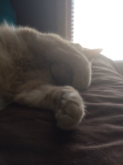 derpycats:  Fatticus is not a morning person.