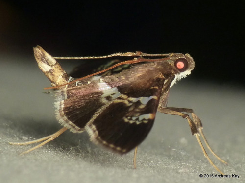 ecuadorlife:Crambid moth, Desmia sp. by Andreas Kay from Ecuador: www.flickr.com/andreaskay/albums