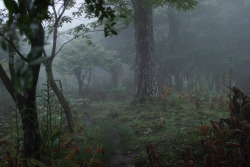 woodbrains:  paleception:  hvllucinvtion:  paleception:  plantulent:  plantulent:  paleception:  hvllucinvtion:  capture-bonding:  more here  mother natures blog  plants n’ positivity  green | plant   green | plant  online garden here  mother natures