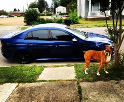 Areas the boxer, ready for his Sunday drive&hellip; #boxer #boxer_buddy #boxer_nation #boxer_puppy #boxers #boxerpuppy #boxergram #type_s_kbp #types #type_s #757acurateam #757acura_tl_type_s #757boxer_puppy #acuratl #acura #acuranation #acurazine #acura_s