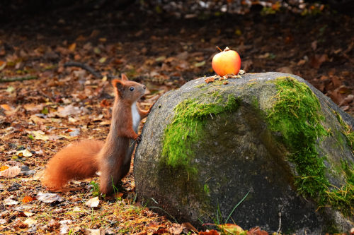 curious squirrel by Joanna