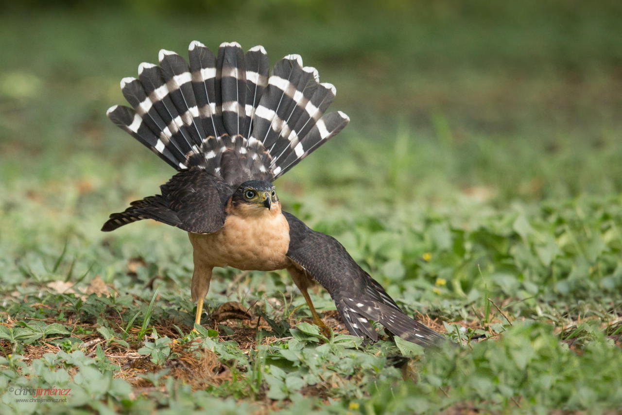 fairy-wren:  (via 500px / Bicoloured Hawk by Chris Jimenez)