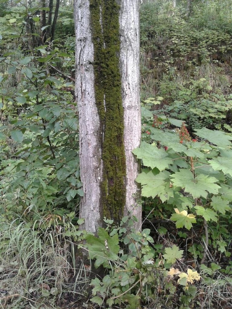 goat-chain:Summer 2016🐇🌿🍃